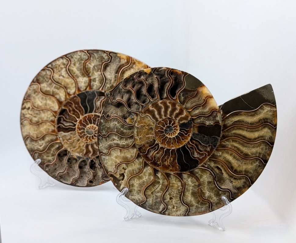 Аммонит пара