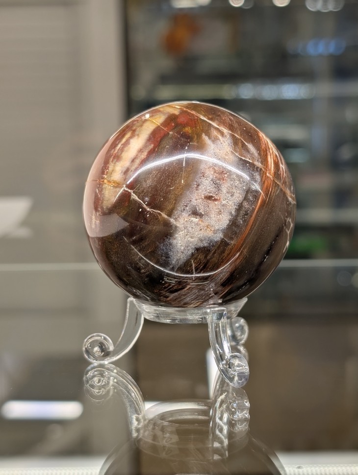 Окаменелое дерево