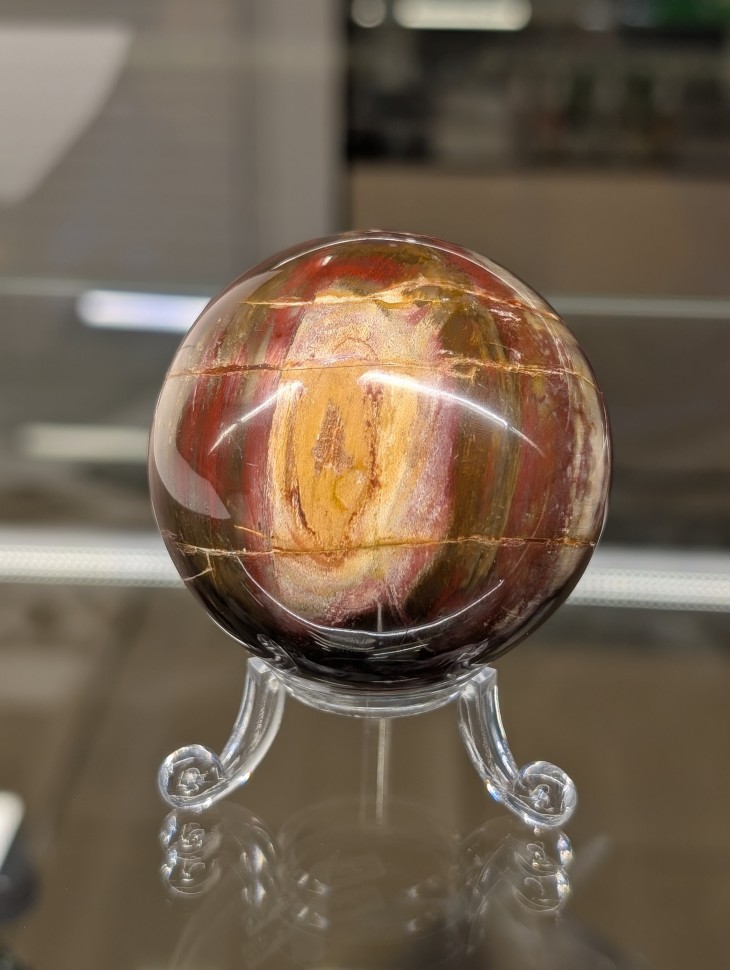 Окаменелое дерево