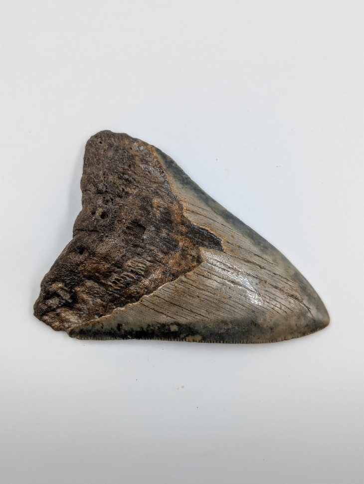 Зуб акулы мегалодон