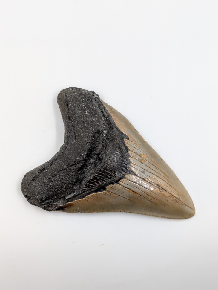 Зуб акулы мегалодон