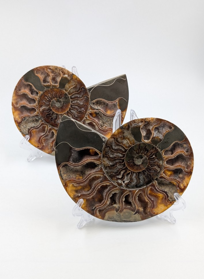 Аммонит пара