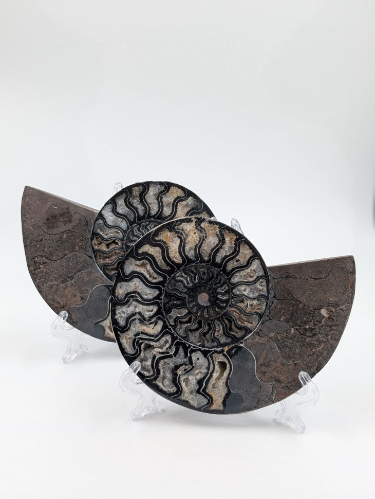 Аммонит пара